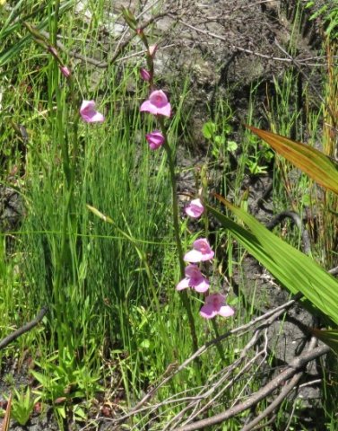 Disa racemosa