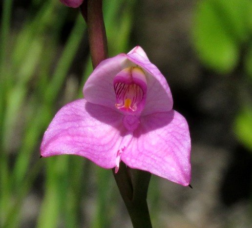 Disa racemosa flower