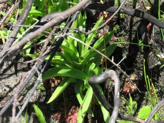 Disa racemosa leaves