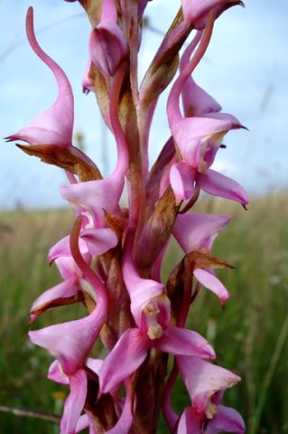 Disa rhodantha spurs aiming high