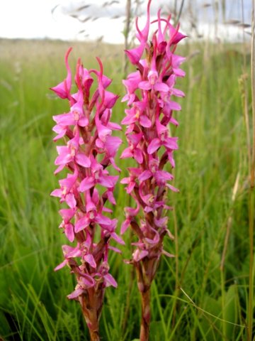 Disa rhodantha darker pink