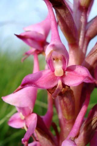 Disa rhodantha flower