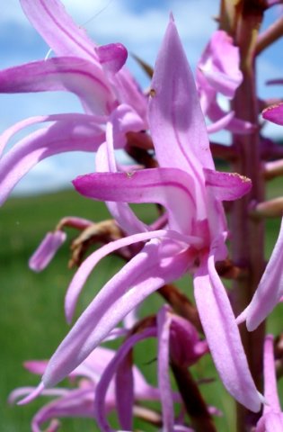 Disa roseovittata gesticulating petals