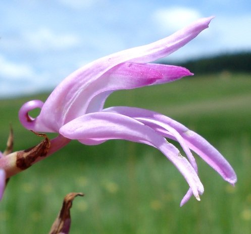 Disa roseovittata unusual spur