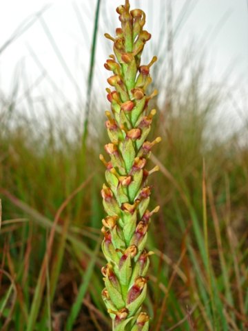 Disa rungweensis