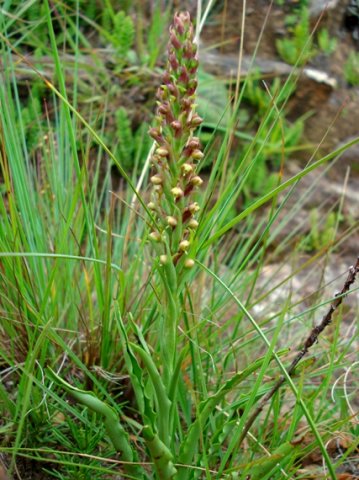 Disa rungweensis leaves
