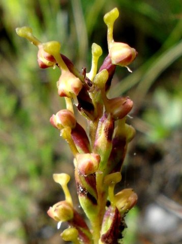 Disa rungweensis dark matter
