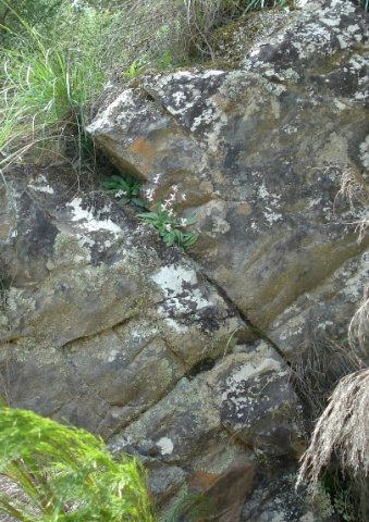 Disa sagittalis on its Knysna rock