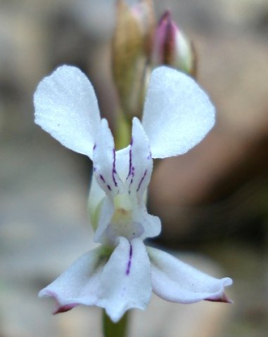 Disa sagittalis flower