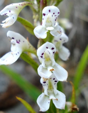 Disa saxicola flowers