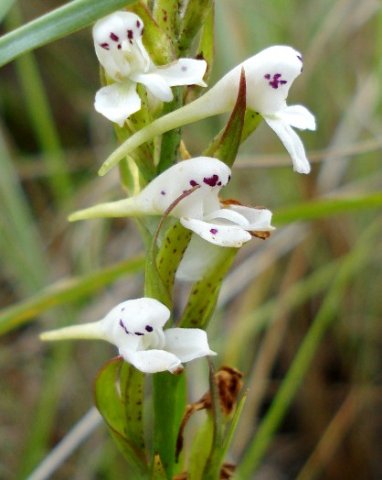 Disa saxicola spotted