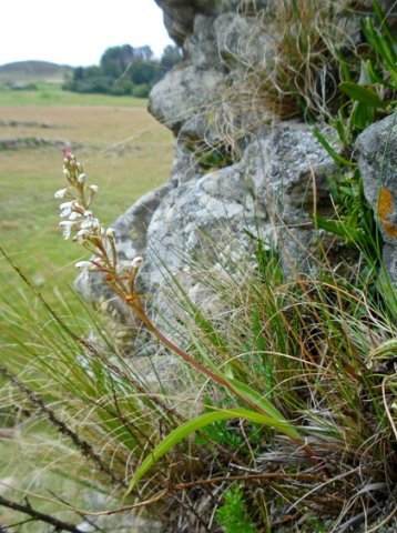 Disa saxicola