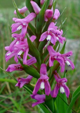 Disa stachyoides bract lances among flowers