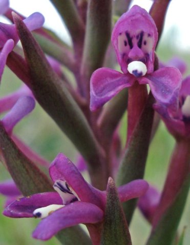 Disa stachyoides flower details