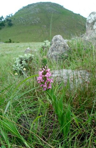 Disa stachyoides leaves