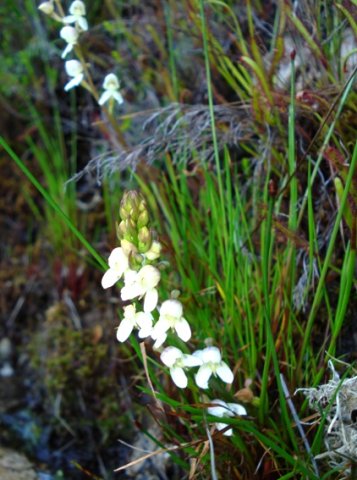 Disa uncinata
