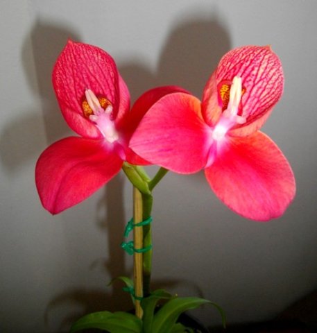 Disa uniflora