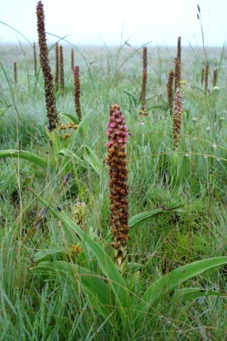 Disa versicolor, a commanding presence