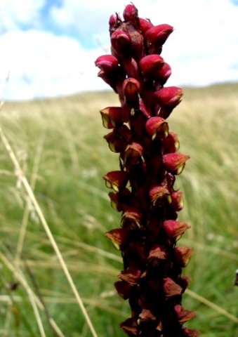 Disa versicolor