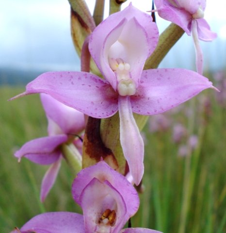 Disa zuluensis flower