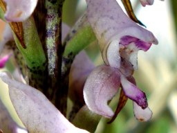 Disa aconitoides subsp. aconitoides flowers angled