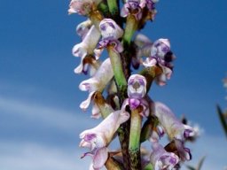 Disa aconitoides subsp. aconitoides