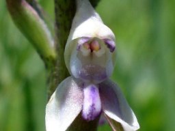 Disa aconitoides subsp. aconitoides flower