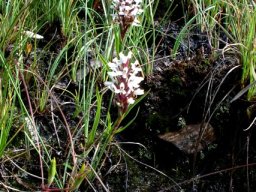 Disa alticola