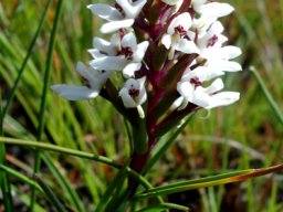 Disa alticola leaves up the stem