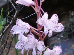 Disa amoena