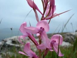 Disa amoena pink flowers