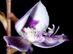 Disa baurii purple