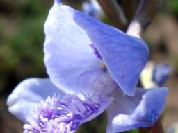 Disa baurii blue