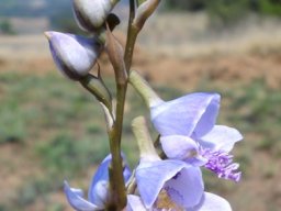 Disa baurii untwisted bud