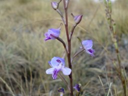 Disa baurii