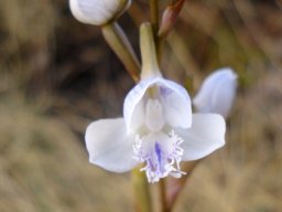 Disa baurii white