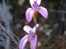 Disa bifida