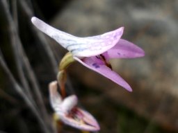 Disa bifida floral spur