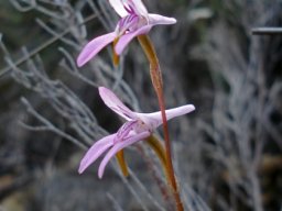 Disa bifida floral lip