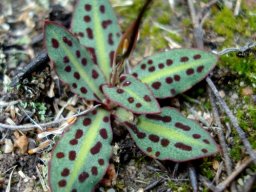 Disa bifida leaves
