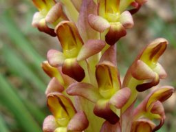 Disa bolusiana flower individuality