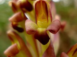 Disa bolusiana, the flower