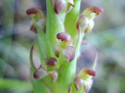 Disa bracteata not loved everywhere!