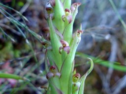 Disa bracteata