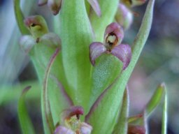 Disa bracteata flowers