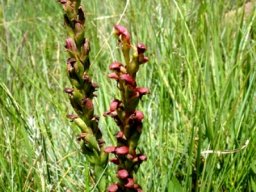 Disa brevicornis