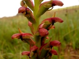 Disa brevicornis flowers