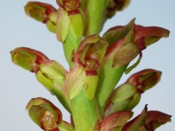 Disa brevicornis flowers