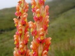 Disa chrysostachya