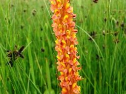 Disa chrysostachya spike contrasting with grassy plants